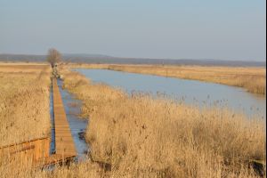 Zbiornik powstały po wydobyciu torfu - ścieżka "Torfianka" Fot. O. Betańska