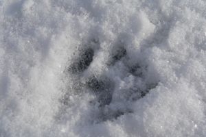 Trop norki amerykańskiej Fot. M. Świtała
