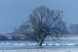 Drzewo nad rozlewiskami. Na drzewie siedzą 3 bieliki. Na rozlewiskach pływają łabędzie krzykliwe. Krajobraz zimowy. Autor:...