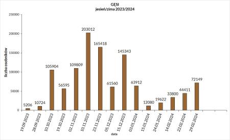 Wykres z liczeń gęsi na porannym wylocie w sezonie 2023/2024. Wyniki: 19.09-5206; 28.09. - 10724; 10.10.-105904; 19.10. -...